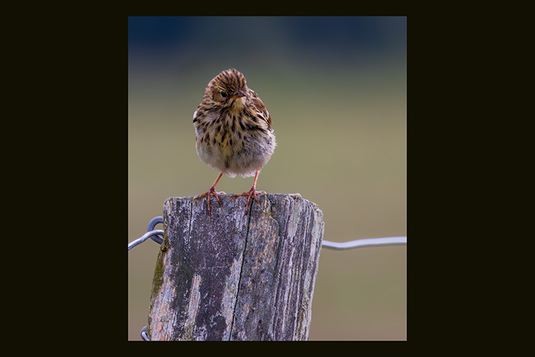 Anthus pratensis meadow pipit on a stick